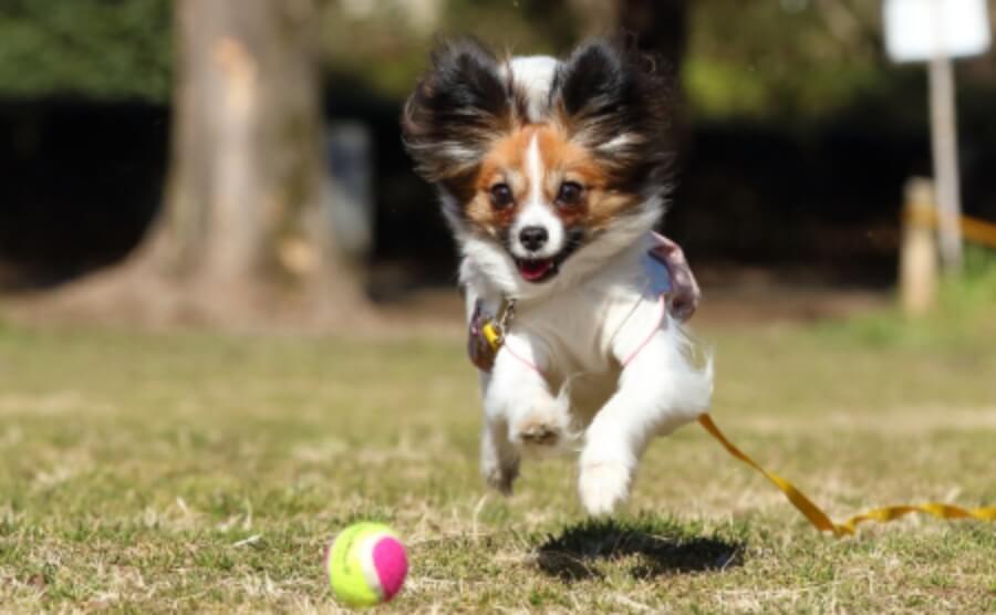 犬がボールを追いかけている写真