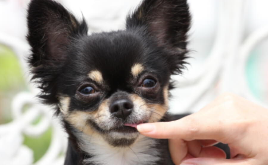 犬が人の指を舐めている写真